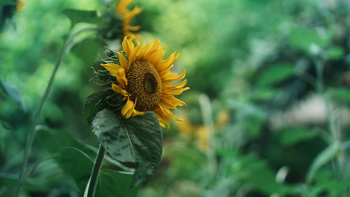 ToDesk下载正确指南+下载安装全攻略 二