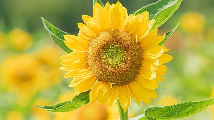 电脑端ToDesk最新下载安装及配置全流程详解 二