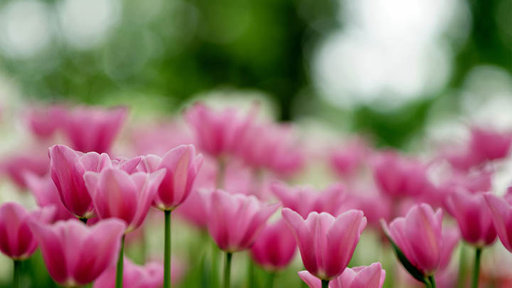 ToDesk怎么下载正版？官方指南解析 二