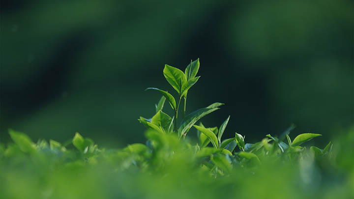 ToDesk下载手机版+全新安装教程 二