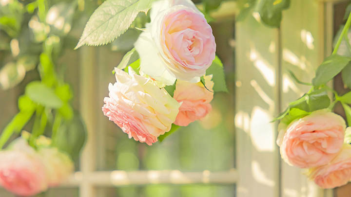 电脑ToDesk下载不了？2025年最全解决方案助你轻松搞定 二