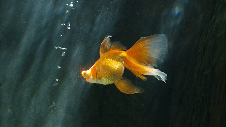 ToDesk下载去哪里找？详细指南带你秒解决 二