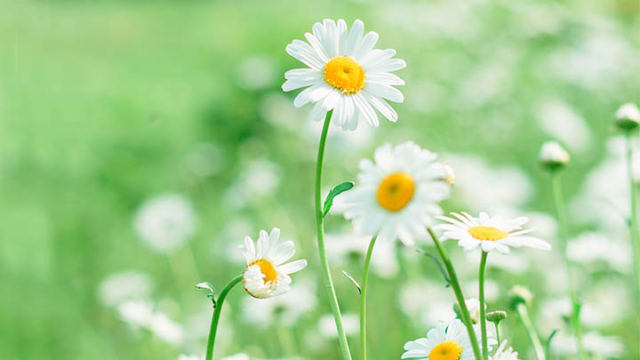 ToDesk下载官方链接在哪里？详细教程教你快速找到 二