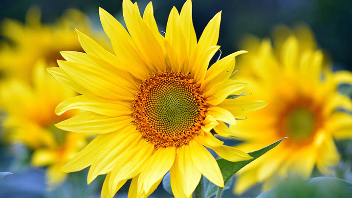 ToDesk下载电脑版？官方详细指南 二