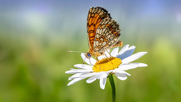 ToDesk下载慢?三招优化速度 二