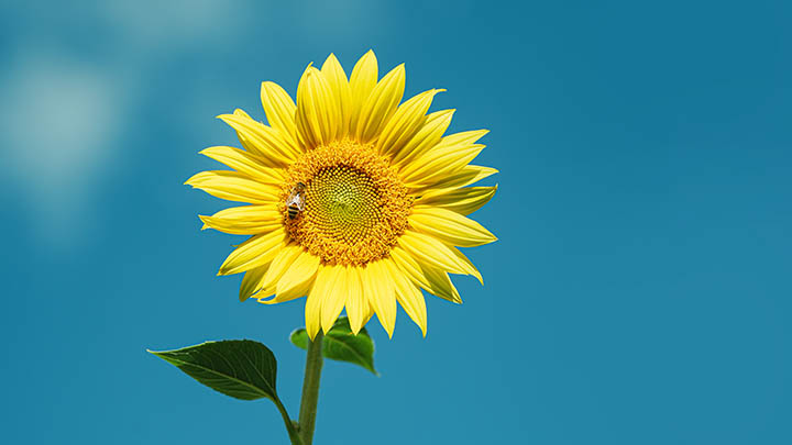 ToDesk下载电脑版4.0?完整安装指南 二