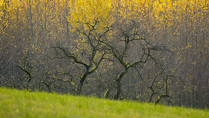 如何在电视上下载ToDesk版本？ 二